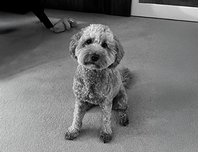 Image of Tigger